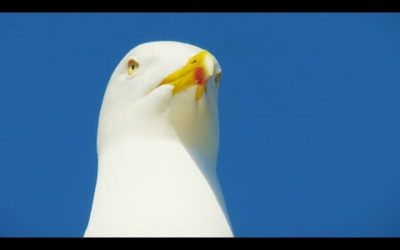 Seagull Sandwich Thief | BBC Earth