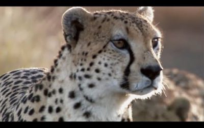 Best Wild Animal Chases | Top 5 | BBC Earth