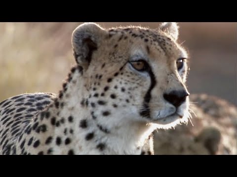 Best Wild Animal Chases | Top 5 | BBC Earth