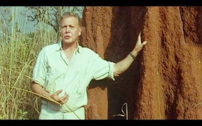 Termites Architecture | Trials Of Life | BBC Earth