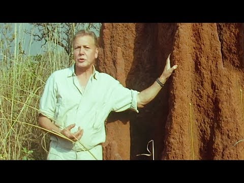 Termites Architecture | Trials Of Life | BBC Earth