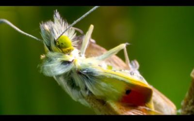Heath Fritillary Butterfly Hatching | BBC Earth
