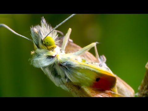 Heath Fritillary Butterfly Hatching | BBC Earth