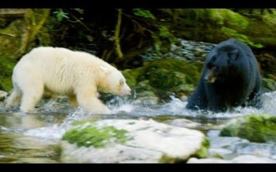 Mother Bear Protects Her Cubs From Bigger Black Bear | Natural World: Ghost Bear | BBC Earth