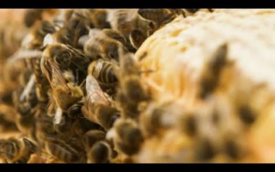 Beam: The Glastonbury Sculpture Shaped By Bees | BBC Earth
