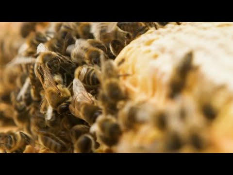 Beam: The Glastonbury Sculpture Shaped By Bees | BBC Earth