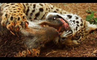 Jaguar Cubs Practice Hunting | Jaguars Born Free | BBC Earth