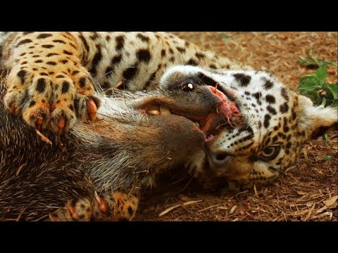 Jaguar Cubs Practice Hunting | Jaguars Born Free | BBC Earth