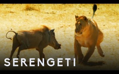 Kali the Lioness Vs Warthog | Serengeti: Story Told by John Boyega | BBC Earth
