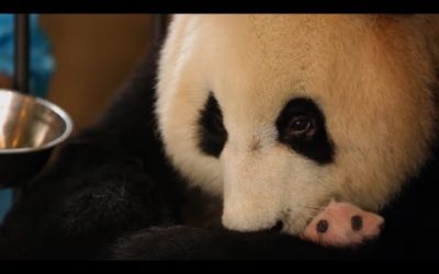 Most Inspiring Animal Family Moments | Top 5 | BBC Earth