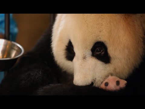 Most Inspiring Animal Family Moments | Top 5 | BBC Earth