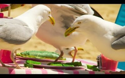 Does The Colour Of Food Prevent A Seagull From Stealing? | BBC Earth