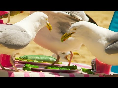 Does The Colour Of Food Prevent A Seagull From Stealing? | BBC Earth
