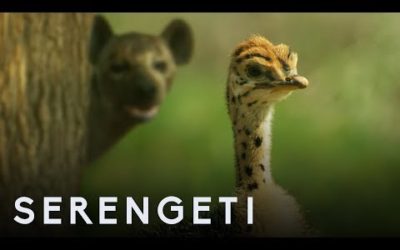 Ostritch Vs Zalika the Hyena | Serengeti | BBC Earth