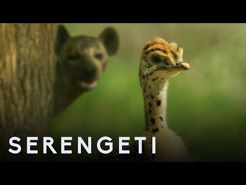 Ostritch Vs Zalika the Hyena | Serengeti | BBC Earth