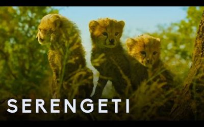 Serengeti: First Look Trailer | New John Boyega Series | BBC Earth