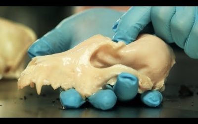 How to Make Bendy and Brittle Bones | Secrets of Bones | BBC Earth