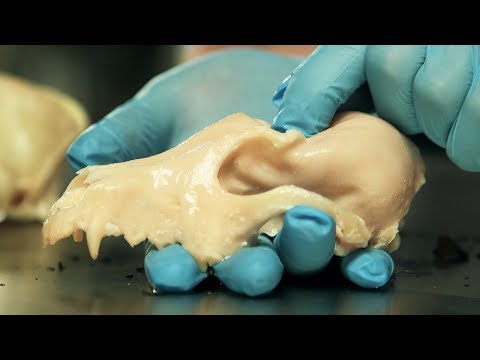 How to Make Bendy and Brittle Bones | Secrets of Bones | BBC Earth