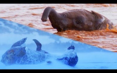 Animals VS Nature | Top 5 | BBC Earth