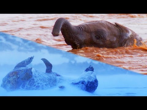Animals VS Nature | Top 5 | BBC Earth