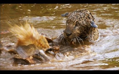 Jaguar Orphans go for a Swim | Jaguars Born Free | BBC Earth