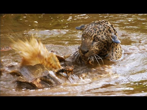 Jaguar Orphans go for a Swim | Jaguars Born Free | BBC Earth