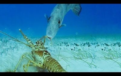 Lobsters Vs Trigger Fish | Trials Of Life | BBC Earth