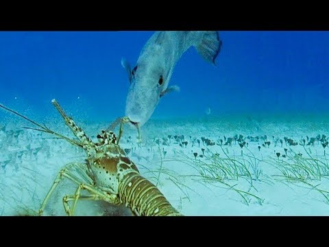 Lobsters Vs Trigger Fish | Trials Of Life | BBC Earth