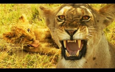 Lioness Defends Her Cubs from Jasari the Wild Dog | Serengeti: Story Told by John Boyega | BBC Earth