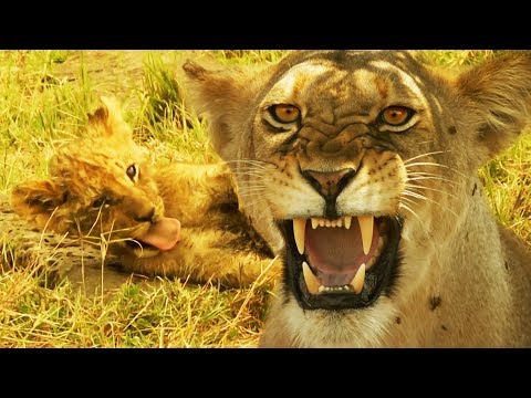 Lioness Defends Her Cubs from Jasari the Wild Dog | Serengeti: Story Told by John Boyega | BBC Earth