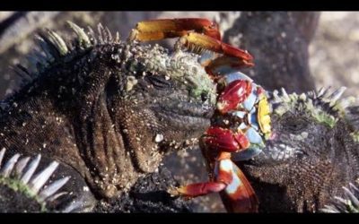 Weirdest Animal Relationships | Top 5 | BBC Earth