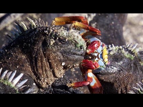 Weirdest Animal Relationships | Top 5 | BBC Earth