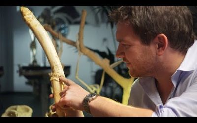 World’s Biggest Penis Bone | Secrets of Bone | BBC Earth