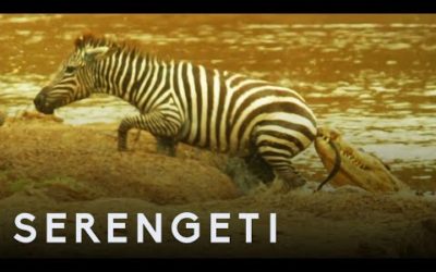 Shani the Zebra vs Crocodiles | Serengeti: Story Told by John Boyega | BBC Earth