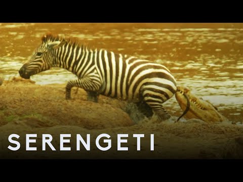 Shani the Zebra vs Crocodiles | Serengeti: Story Told by John Boyega | BBC Earth