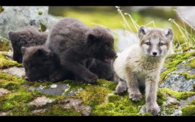 Arctic Fox Cubs Emerge from the Den | First Year on Earth | BBC Earth