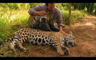 Jaguar Orphan Fights Mystery Illness | Jaguars Born Free | BBC Earth