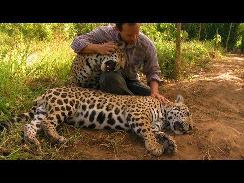 Jaguar Orphan Fights Mystery Illness | Jaguars Born Free | BBC Earth