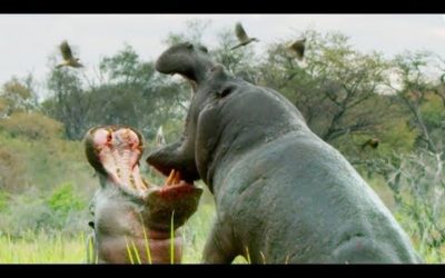 Do Hippos Swim? | Natural World: Hippos | BBC Earth