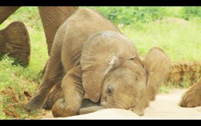 Baby Elephants are So Clumsy! | First Year on Earth | BBC Earth