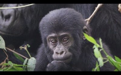 Baby Learning How to Gorilla | First Year on Earth | BBC Earth