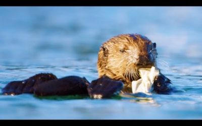 Sea Otters Playing with Plastic | First Year on Earth | BBC Earth