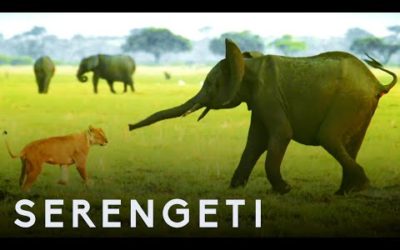 Elephant Protects Baby Brother From Lions | Serengeti: Narrated by John Boyega | BBC Earth