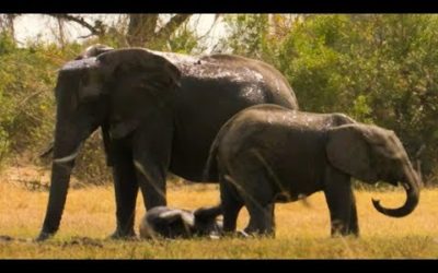 Baby Elephant meets Elephant Clans | The Long Walk Home | BBC Earth