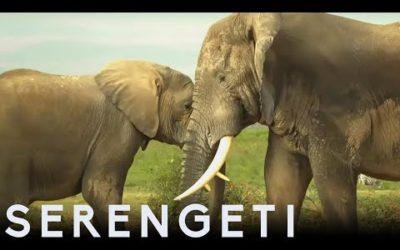 Tembo The Elephant Is Accepted by New Herd | Serengeti: Story Told by John Boyega | BBC Earth