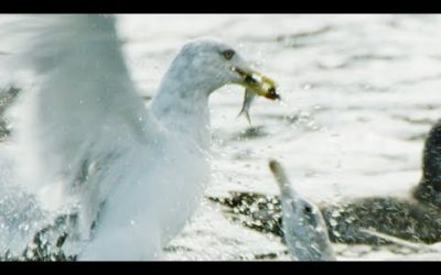 Guillemots Herd Herrings For Seagulls | BBC Earth