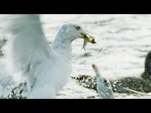 Guillemots Herd Herrings For Seagulls | BBC Earth