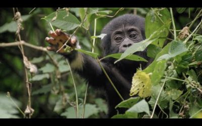 Baby Gorilla Survives a Fall | Animal Babies: First Year On Earth | BBC Earth