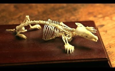 Exploring the Mole’s Bizarre Skeleton | Secrets of Bones | BBC Earth