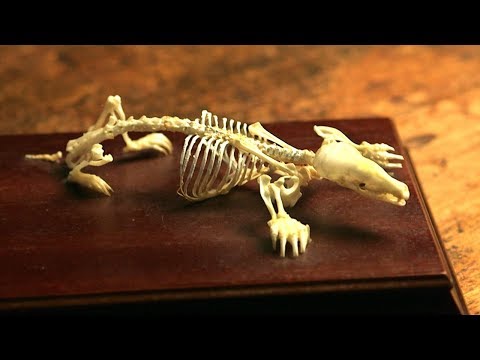 Exploring the Mole’s Bizarre Skeleton | Secrets of Bones | BBC Earth